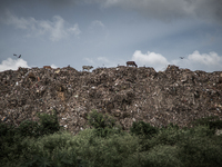 Cows are grazing at the peek of waste mountain, Dhapa, Kolkata, India. September 16, 2015. *** Go to http://nurphoto.com/en/reportages/51696...