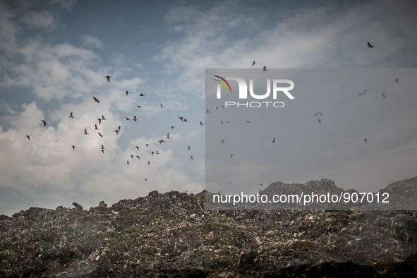 Migrating birds are passing over the waste mountain, Dhapa, Kolkata, India. January 17, 2015. *** Go to http://nurphoto.com/en/reportages/51...