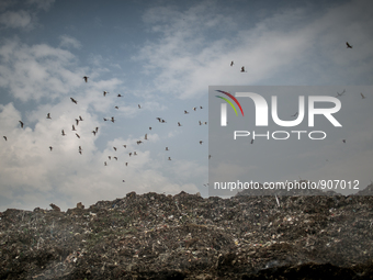 Migrating birds are passing over the waste mountain, Dhapa, Kolkata, India. January 17, 2015. *** Go to http://nurphoto.com/en/reportages/51...