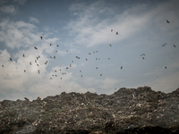 Migrating birds are passing over the waste mountain, Dhapa, Kolkata, India. January 17, 2015. *** Go to http://nurphoto.com/en/reportages/51...