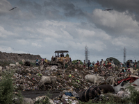 A new place is found beside the old waste mountain for dumping solid waste. Dhapa, Kolkata, India. January 20, 2015. *** Go to http://nurpho...