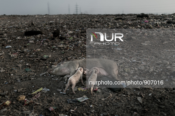 Pigs are grazing at Dhapa waste dumping ground, Kolkata, India. January 20, 2105. *** Go to http://nurphoto.com/en/reportages/51696 to see m...