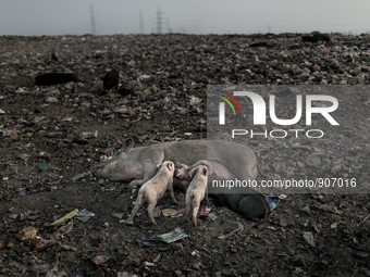 Pigs are grazing at Dhapa waste dumping ground, Kolkata, India. January 20, 2105. *** Go to http://nurphoto.com/en/reportages/51696 to see m...