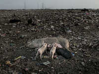 Pigs are grazing at Dhapa waste dumping ground, Kolkata, India. January 20, 2105. *** Go to http://nurphoto.com/en/reportages/51696 to see m...