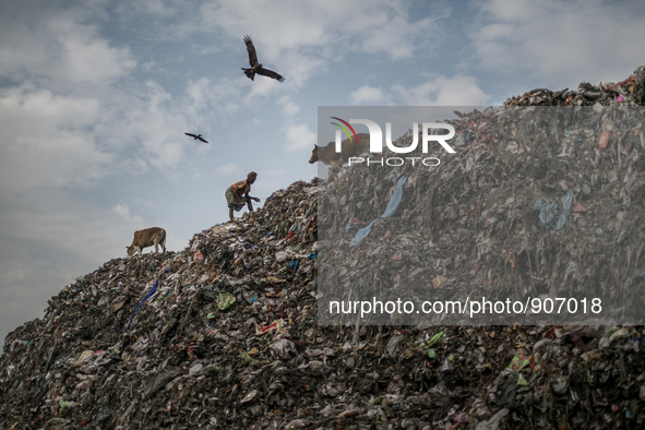 A scavenger is picking waste. Dhapa waste dumping ground, Kolkata, India. January 17, 2015. *** Go to http://nurphoto.com/en/reportages/5169...