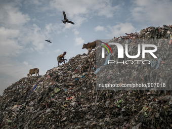 A scavenger is picking waste. Dhapa waste dumping ground, Kolkata, India. January 17, 2015. *** Go to http://nurphoto.com/en/reportages/5169...