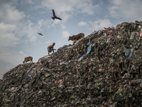 A scavenger is picking waste. Dhapa waste dumping ground, Kolkata, India. January 17, 2015. *** Go to http://nurphoto.com/en/reportages/5169...