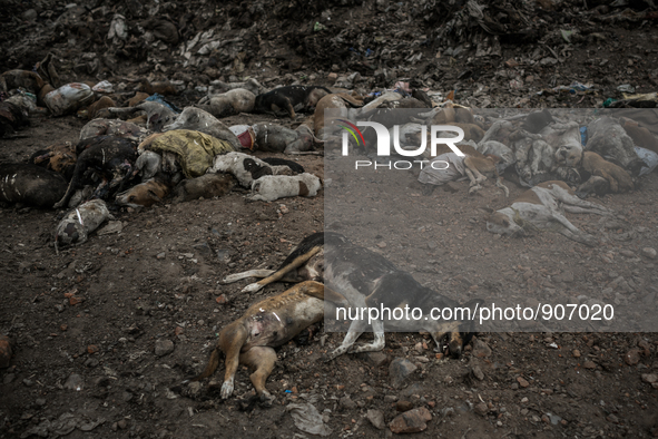 Atleast hundreds of dead dogs were found dumped in Dhapa waste dumping ground of Kolkata, India. January 17, 2015. *** Go to http://nurphoto...