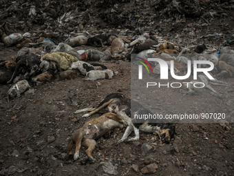 Atleast hundreds of dead dogs were found dumped in Dhapa waste dumping ground of Kolkata, India. January 17, 2015. *** Go to http://nurphoto...