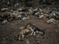 Atleast hundreds of dead dogs were found dumped in Dhapa waste dumping ground of Kolkata, India. January 17, 2015. *** Go to http://nurphoto...