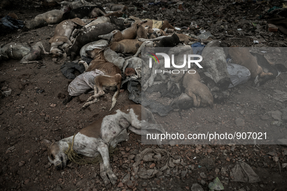 Atleast hundreds of dead dogs were found dumped in Dhapa waste dumping ground of Kolkata, India. January 17, 2015. *** Go to http://nurphoto...