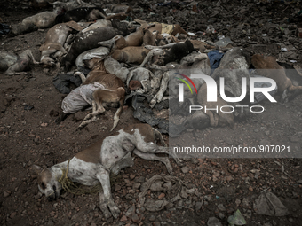 Atleast hundreds of dead dogs were found dumped in Dhapa waste dumping ground of Kolkata, India. January 17, 2015. *** Go to http://nurphoto...