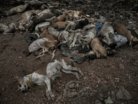 Atleast hundreds of dead dogs were found dumped in Dhapa waste dumping ground of Kolkata, India. January 17, 2015. *** Go to http://nurphoto...