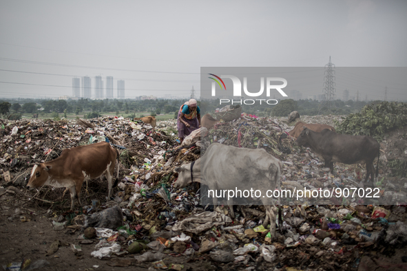 A female scavenger is picking waste. Dhapa waste dumping ground, Kolkata, India. September 10, 2015. *** Go to http://nurphoto.com/en/report...