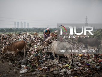 A female scavenger is picking waste. Dhapa waste dumping ground, Kolkata, India. September 10, 2015. *** Go to http://nurphoto.com/en/report...