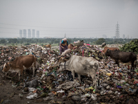 A female scavenger is picking waste. Dhapa waste dumping ground, Kolkata, India. September 10, 2015. *** Go to http://nurphoto.com/en/report...