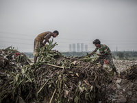 Two young scavengers are picking waste. Dhapa waste dumping ground, Kolkata, India. September 10, 2015. *** Go to http://nurphoto.com/en/rep...