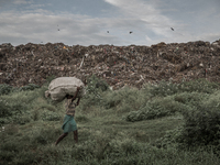 A scavenger is carrying waste. Dhapa, Kolkata, India. September 22, 2015. *** Go to http://nurphoto.com/en/reportages/51696 to see more ****...