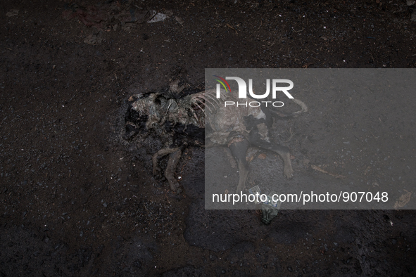 A dead dog on the street at Dhapa west dumping ground, Kolkata, India. September 13, 2015. *** Go to http://nurphoto.com/en/reportages/51696...