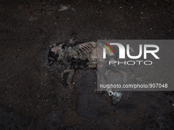 A dead dog on the street at Dhapa west dumping ground, Kolkata, India. September 13, 2015. *** Go to http://nurphoto.com/en/reportages/51696...