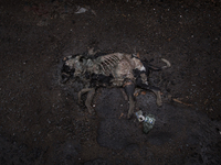 A dead dog on the street at Dhapa west dumping ground, Kolkata, India. September 13, 2015. *** Go to http://nurphoto.com/en/reportages/51696...