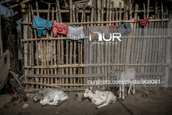 Cattles are taking rest at Dhapa waste dumping ground, Kolkata, India. January 20, 2015.  *** Go to http://nurphoto.com/en/reportages/51754...