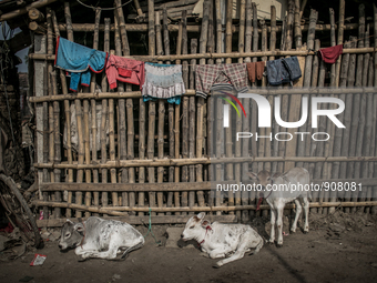 Cattles are taking rest at Dhapa waste dumping ground, Kolkata, India. January 20, 2015.  *** Go to http://nurphoto.com/en/reportages/51754...