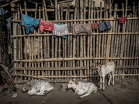 Cattles are taking rest at Dhapa waste dumping ground, Kolkata, India. January 20, 2015.  *** Go to http://nurphoto.com/en/reportages/51754...