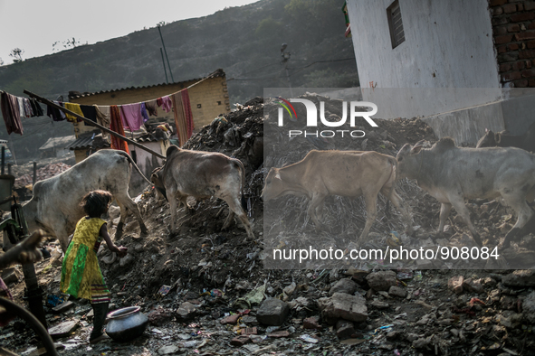 Cows are passing through. Dhapa, Kolkata, India. January 20, 2015.  *** Go to http://nurphoto.com/en/reportages/51754 to see more **** 