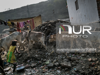 Cows are passing through. Dhapa, Kolkata, India. January 20, 2015.  *** Go to http://nurphoto.com/en/reportages/51754 to see more **** (