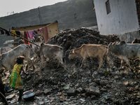 Cows are passing through. Dhapa, Kolkata, India. January 20, 2015.  *** Go to http://nurphoto.com/en/reportages/51754 to see more **** (