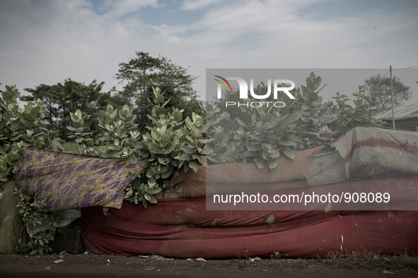 People have made boundary with old clothes. Dhapa, Kolkata, India. January 17, 2015.  *** Go to http://nurphoto.com/en/reportages/51754 to s...