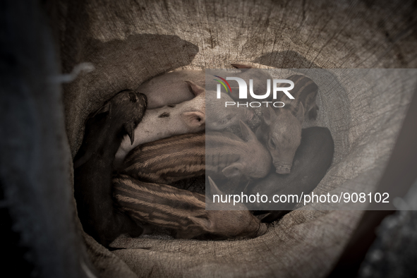 Pig farmers collected piglets in a sack. Dhapa, Kolkata, India. September 10, 2015.  *** Go to http://nurphoto.com/en/reportages/51754 to se...