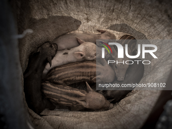 Pig farmers collected piglets in a sack. Dhapa, Kolkata, India. September 10, 2015.  *** Go to http://nurphoto.com/en/reportages/51754 to se...