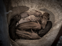 Pig farmers collected piglets in a sack. Dhapa, Kolkata, India. September 10, 2015.  *** Go to http://nurphoto.com/en/reportages/51754 to se...