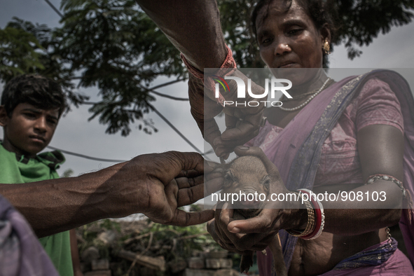 A pig farmer is marking the piglet by cuting through it's ear. Dhapa, Kolkata, India. September 10, 2015.  *** Go to http://nurphoto.com/en/...