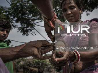 A pig farmer is marking the piglet by cuting through it's ear. Dhapa, Kolkata, India. September 10, 2015.  *** Go to http://nurphoto.com/en/...