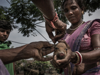 A pig farmer is marking the piglet by cuting through it's ear. Dhapa, Kolkata, India. September 10, 2015.  *** Go to http://nurphoto.com/en/...