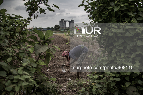 A farmer is working in the fild. Dhapa, Kolkata, India. September 13, 2015.  *** Go to http://nurphoto.com/en/reportages/51754 to see more *...