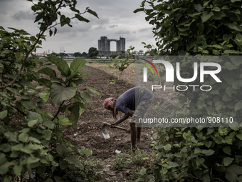 A farmer is working in the fild. Dhapa, Kolkata, India. September 13, 2015.  *** Go to http://nurphoto.com/en/reportages/51754 to see more *...