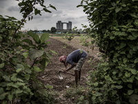 A farmer is working in the fild. Dhapa, Kolkata, India. September 13, 2015.  *** Go to http://nurphoto.com/en/reportages/51754 to see more *...