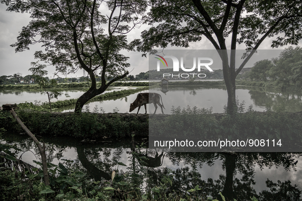 View of the the waste mountain at the horizon from the village of Dhapa. Dhapa, Kolkata, India. September 18, 2015.  *** Go to http://nurpho...