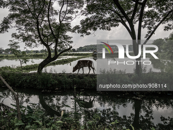 View of the the waste mountain at the horizon from the village of Dhapa. Dhapa, Kolkata, India. September 18, 2015.  *** Go to http://nurpho...