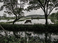 View of the the waste mountain at the horizon from the village of Dhapa. Dhapa, Kolkata, India. September 18, 2015.  *** Go to http://nurpho...