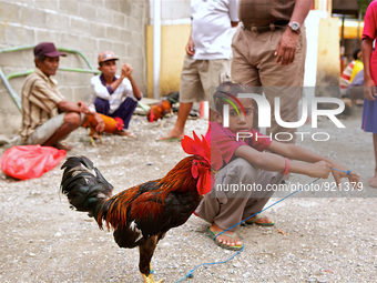 It is East Timor, one of the world's youngest nations, blood thirsty national sport and a scene replicated throughout the tiny nation every...