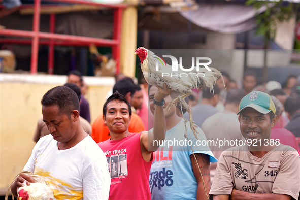 It is East Timor, one of the world's youngest nations, blood thirsty national sport and a scene replicated throughout the tiny nation every...