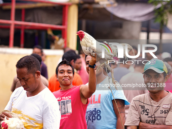 It is East Timor, one of the world's youngest nations, blood thirsty national sport and a scene replicated throughout the tiny nation every...