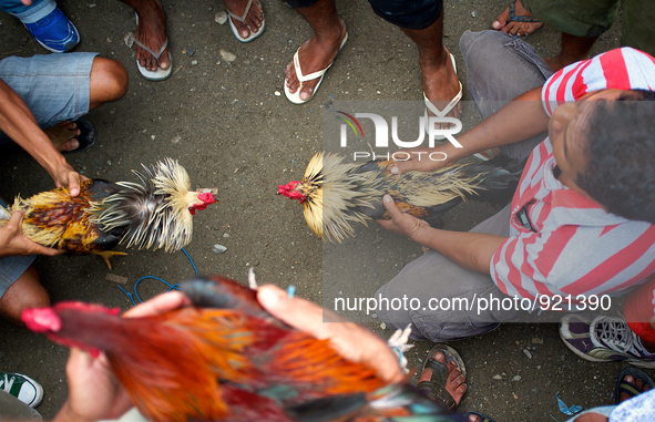 It is East Timor, one of the world's youngest nations, blood thirsty national sport and a scene replicated throughout the tiny nation every...