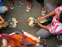 It is East Timor, one of the world's youngest nations, blood thirsty national sport and a scene replicated throughout the tiny nation every...