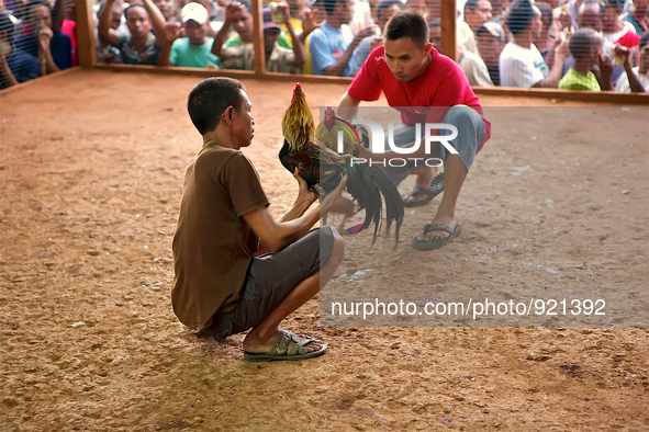 It is East Timor, one of the world's youngest nations, blood thirsty national sport and a scene replicated throughout the tiny nation every...